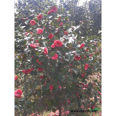 雪松、茶花、茶梅