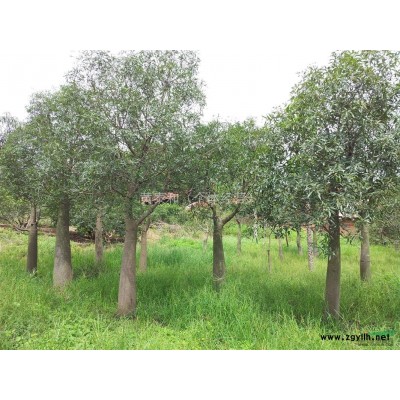 广西南宁供应佛肚树