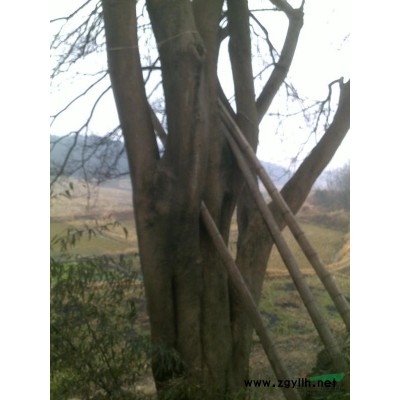 供应31公分红梅