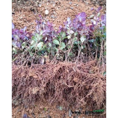 长期供应红继木扦插小苗.毛杜鹃小苗