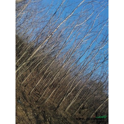 沈阳周边出售火炬树