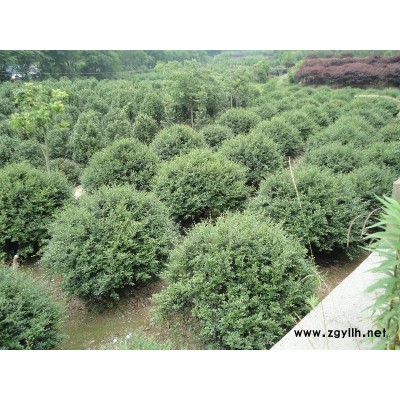 大量杜鹃、红叶石楠、珊瑚等