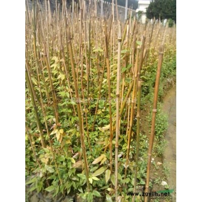 贵州油麻藤王_贵州油麻藤