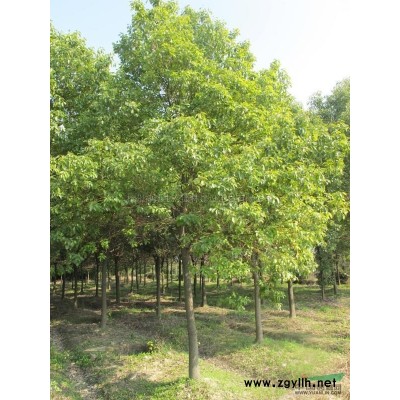 香樟6供应/香樟6图片