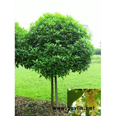 南天竹、洒金珊瑚、佛顶珠