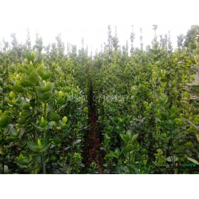 北海道黄杨小苗 河南北海道黄杨小苗