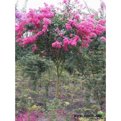 供应盆栽大花月季