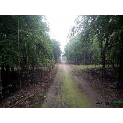 供应各种规格朴树，上万棵朴树等你带走