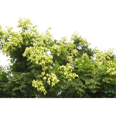 枸骨球价格、造型无刺枸骨、求购无刺枸骨