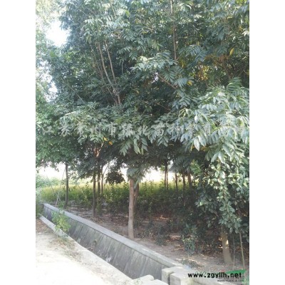 常州鸡爪槭种类\常州鸡爪槭生长习性