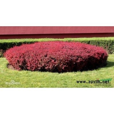 特价供应各种苗木国槐栾树紫花槐油松白蜡等货量充足