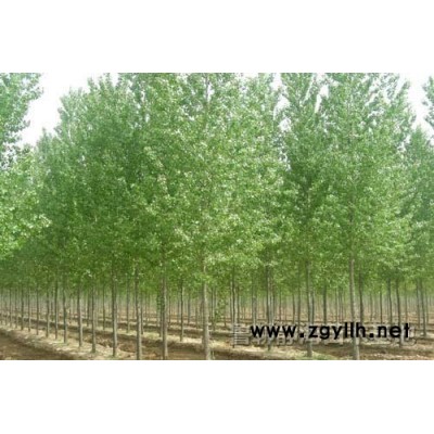 速生杨107，毛白杨，国槐，白蜡，法桐，等苗木