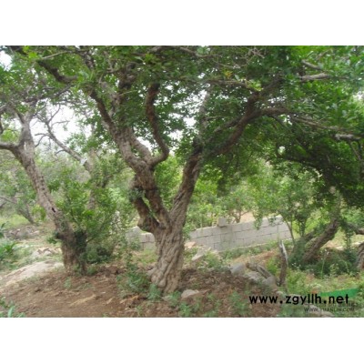 1-40公分的石榴树