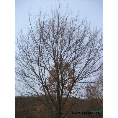 出售三角枫（拧紧槭）4--20公分裸根断杆！