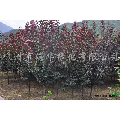 供应香泡，雪松