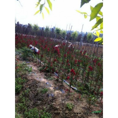 江苏沭阳出售各种规格樱花苗