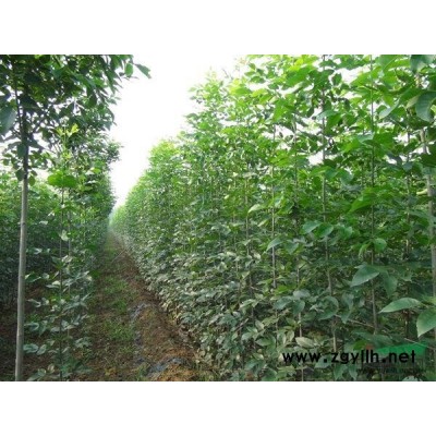 造型法桐供应/造型法桐图片