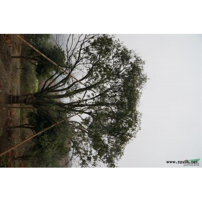 金桂，P200-400精品桂花，八月桂，自家苗圃直销