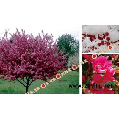 印第安魔力海棠/北美海棠印第安魔力/印第安魔力海棠价格
