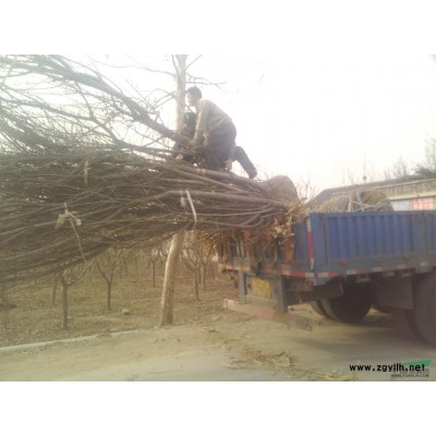 山东泰安供应1.5米黑松