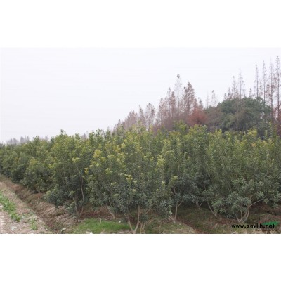 出售各类杨梅苗