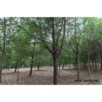江苏常州地区供应各种规格香樟、榉树、朴树、广玉兰等常规苗木
