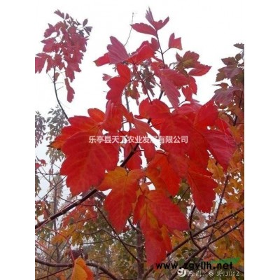 欧洲红叶复叶槭