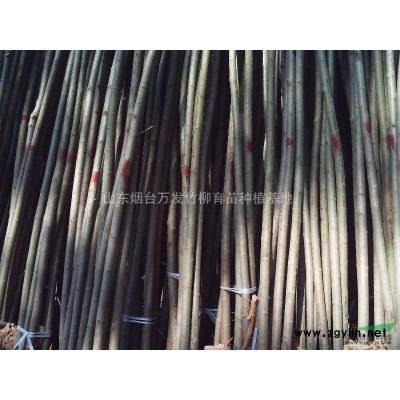 山东美国竹柳