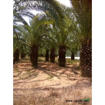 供应造型三角梅