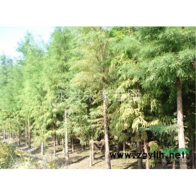 2015年新鲜榉树种子、朴树种子