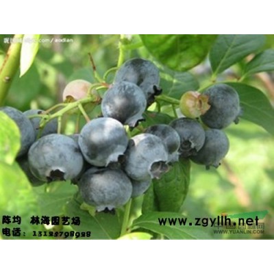 供应蓝莓苗|蓝莓苗价格|蓝莓图片