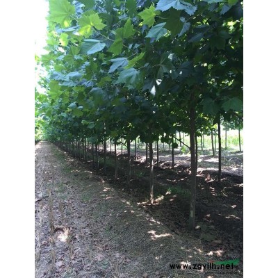 山东15公分国槐价格