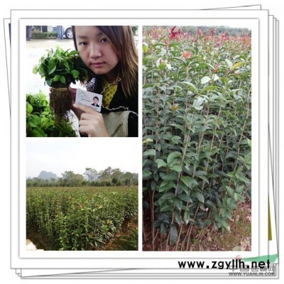 八月金桂小苗1米左右低价出售