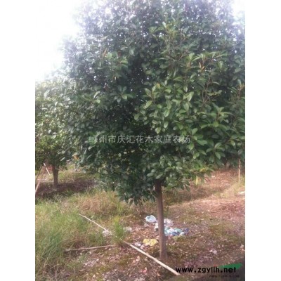 海棠 垂丝海棠 西府海棠 嵊州海棠