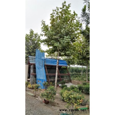 臭椿3-8公分 杆高3米以上 量大 山东济南货源