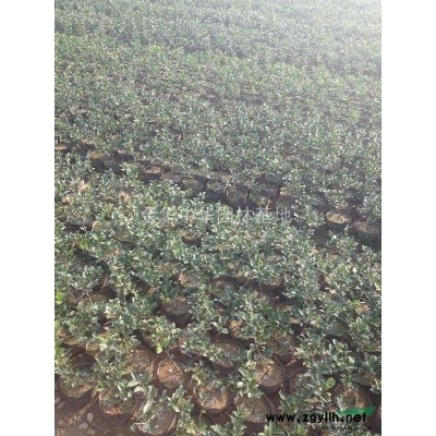 茶梅营养钵土球茶梅球绿化苗庭院小区绿化
