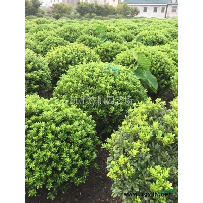 浙江地区供应海桐球