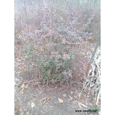 专供各种规格江苏紫荆