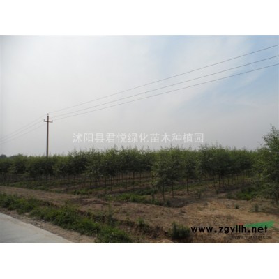 供应4-15公分金叶垂榆