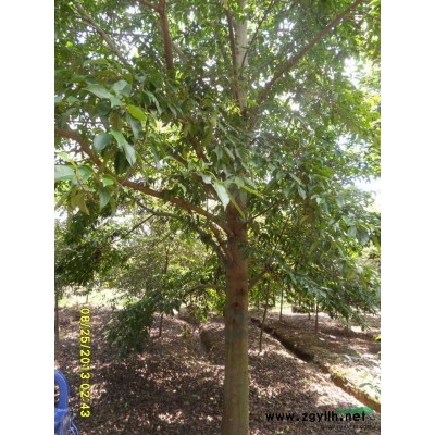 25-28公分乐昌含笑苗圃处理价直销