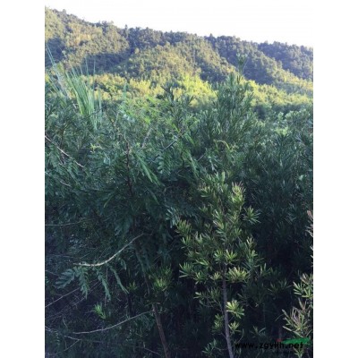 高1.2米~1.5米，胸径10公分以上雀舌罗汉松便宜甩卖