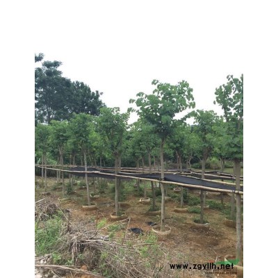 宫粉紫金 袋苗 6公分 500袋。7公分 180袋