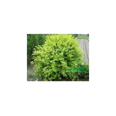 长沙利民苗圃供应各种规格的金叶女贞