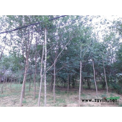 大规格，北美海棠，连翘，流苏，马褂木，樱花，黄山栾，北栾