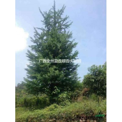 供应大批量造型银杏