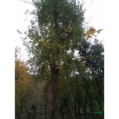 湖北银杏/湖北银杏树/湖北供应各种规格银杏树