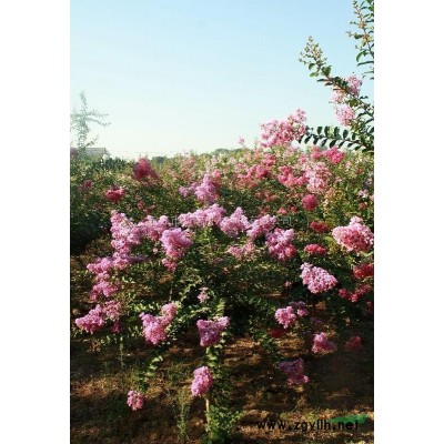 5公分香樟树价格