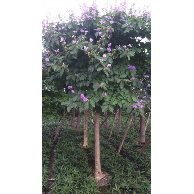 广东香樟出售8到12公分量大价优