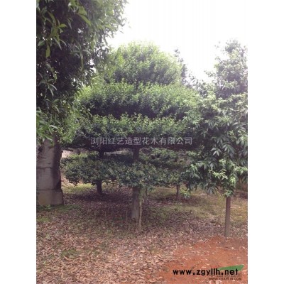 造型椤木石楠.红花继木.罗汉松.小叶女贞.榆树