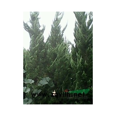 安徽滁州供应桂花